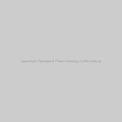 Abbexa - Caseinolytic Peptidase B Protein Homolog (CLPB) Antibody